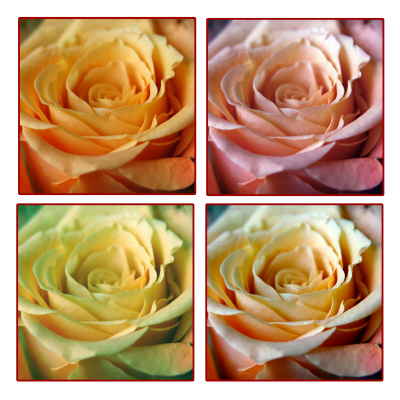 Collage Rosen 30x30