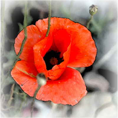 Mohn Leinwand