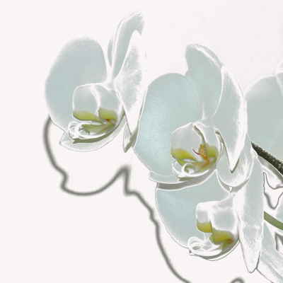 Orchidee 2