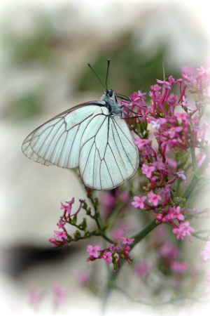 Schmetterling 1