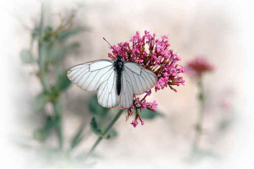 Schmetterling 2