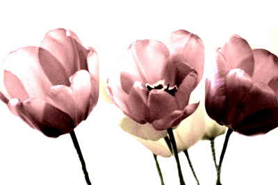 Tulpen 13 A