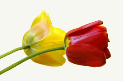 Tulpen Leinwand 30x45